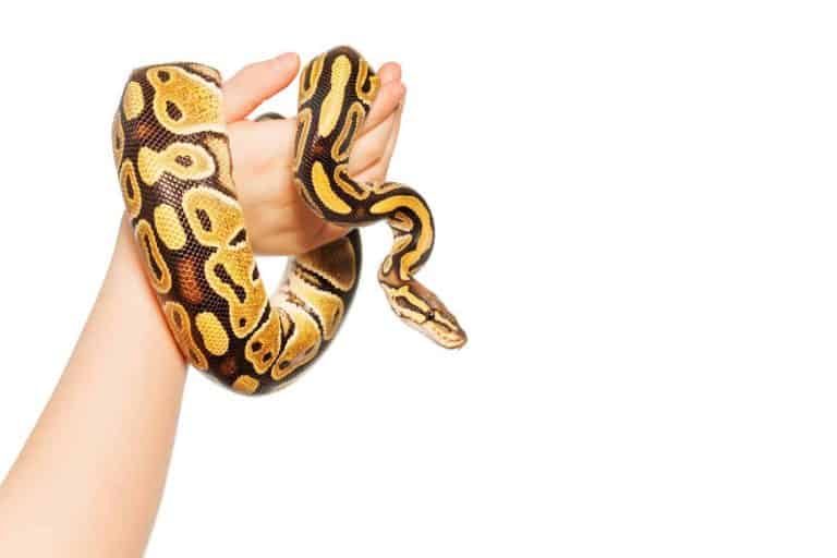 Can Pet Snakes be Affectionate to Their Owners?