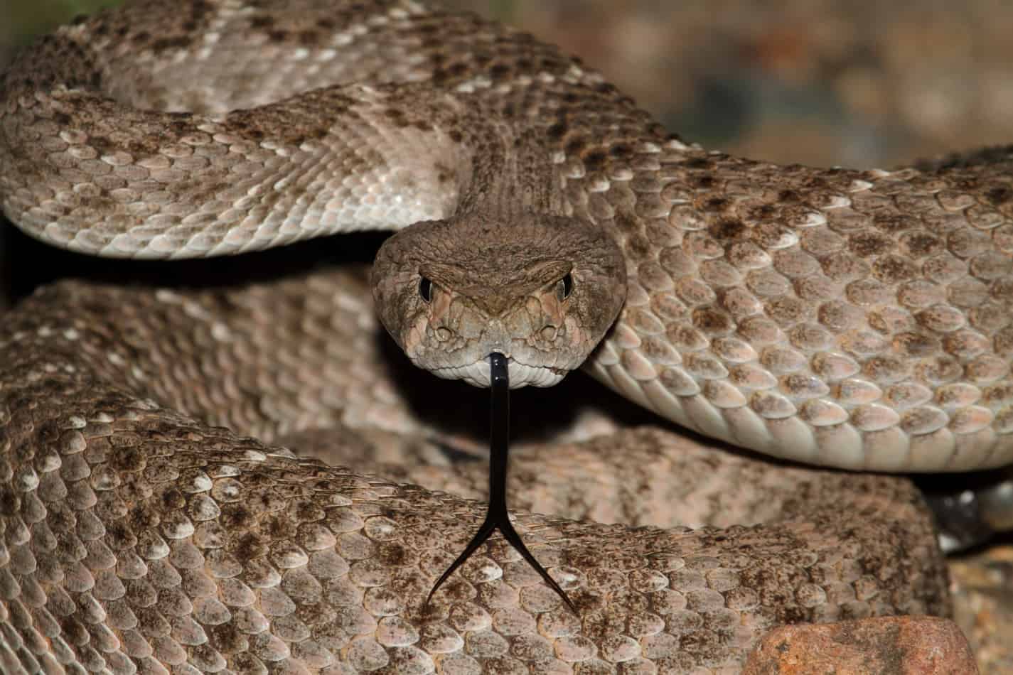 Can rattlesnakes be kept as pets Can Rattlesnakes Be Kept as Pets?
