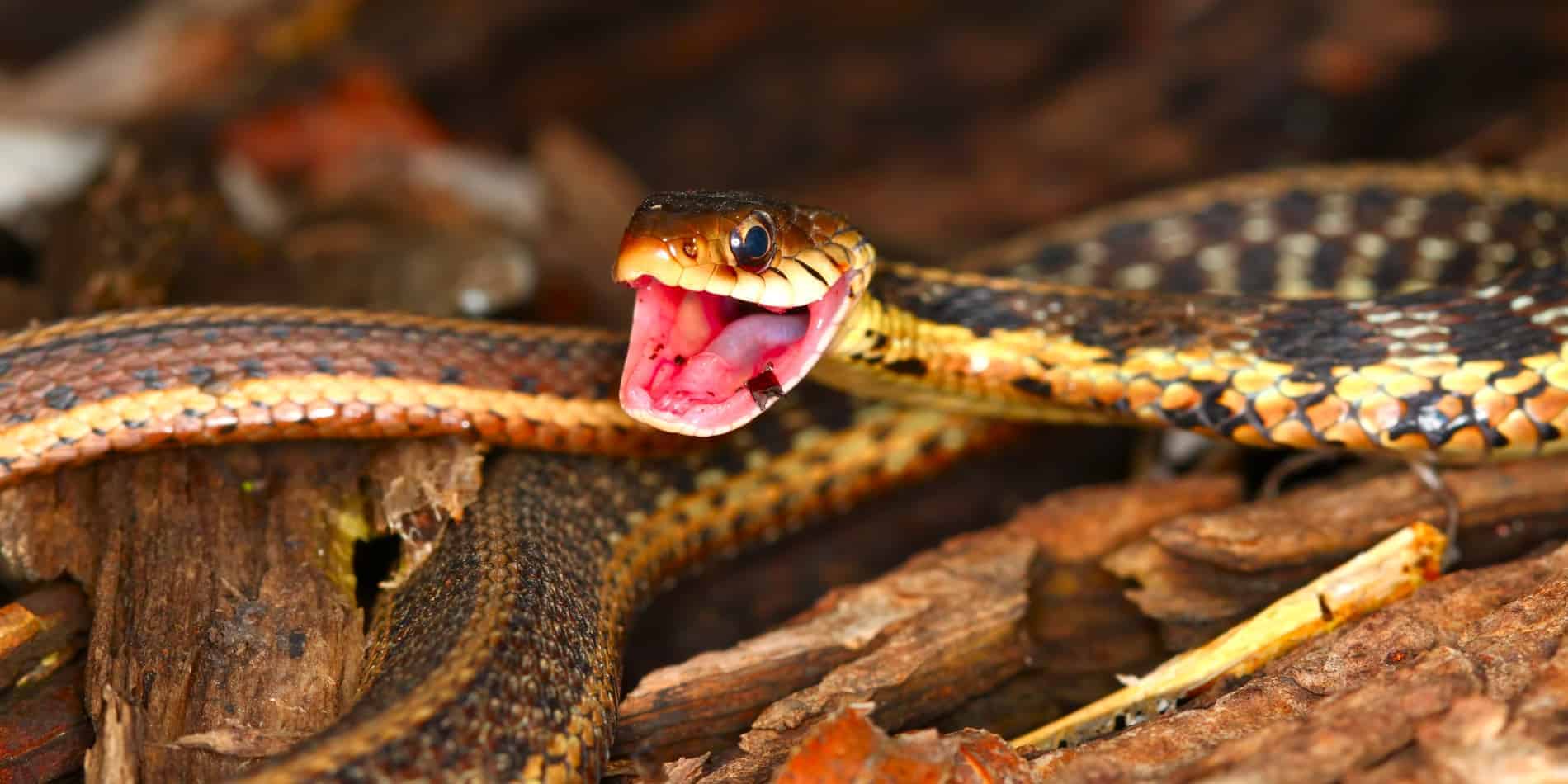 Do garter snakes have teeth Common Garter Snakes: Size, Bite Information, Pictures, and Facts