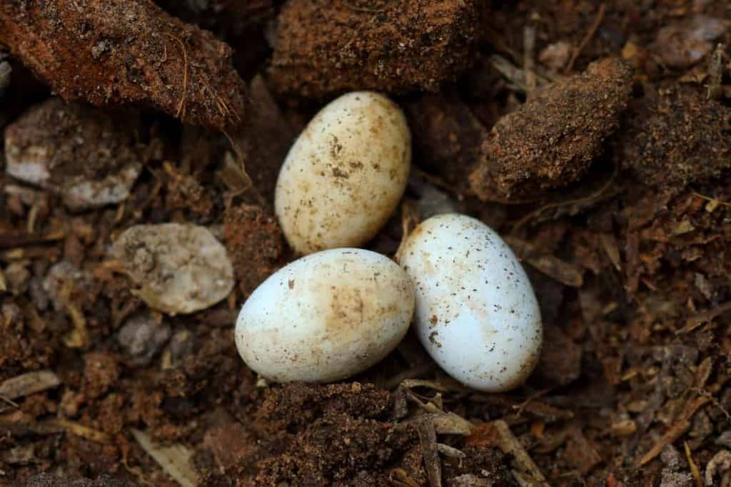 Do Snakes Lay Eggs Embora Pets