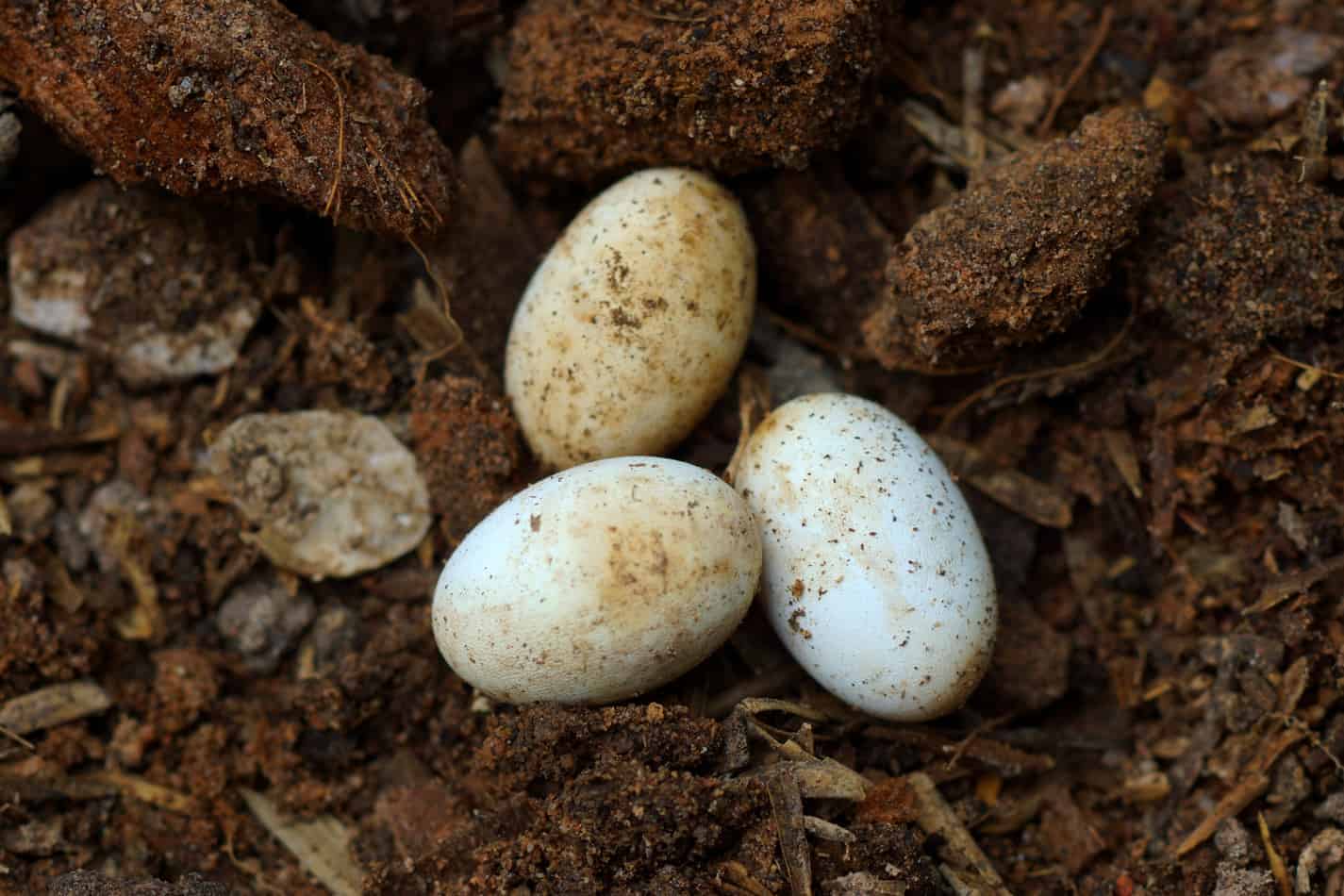 Rattlesnake Laying Eggs