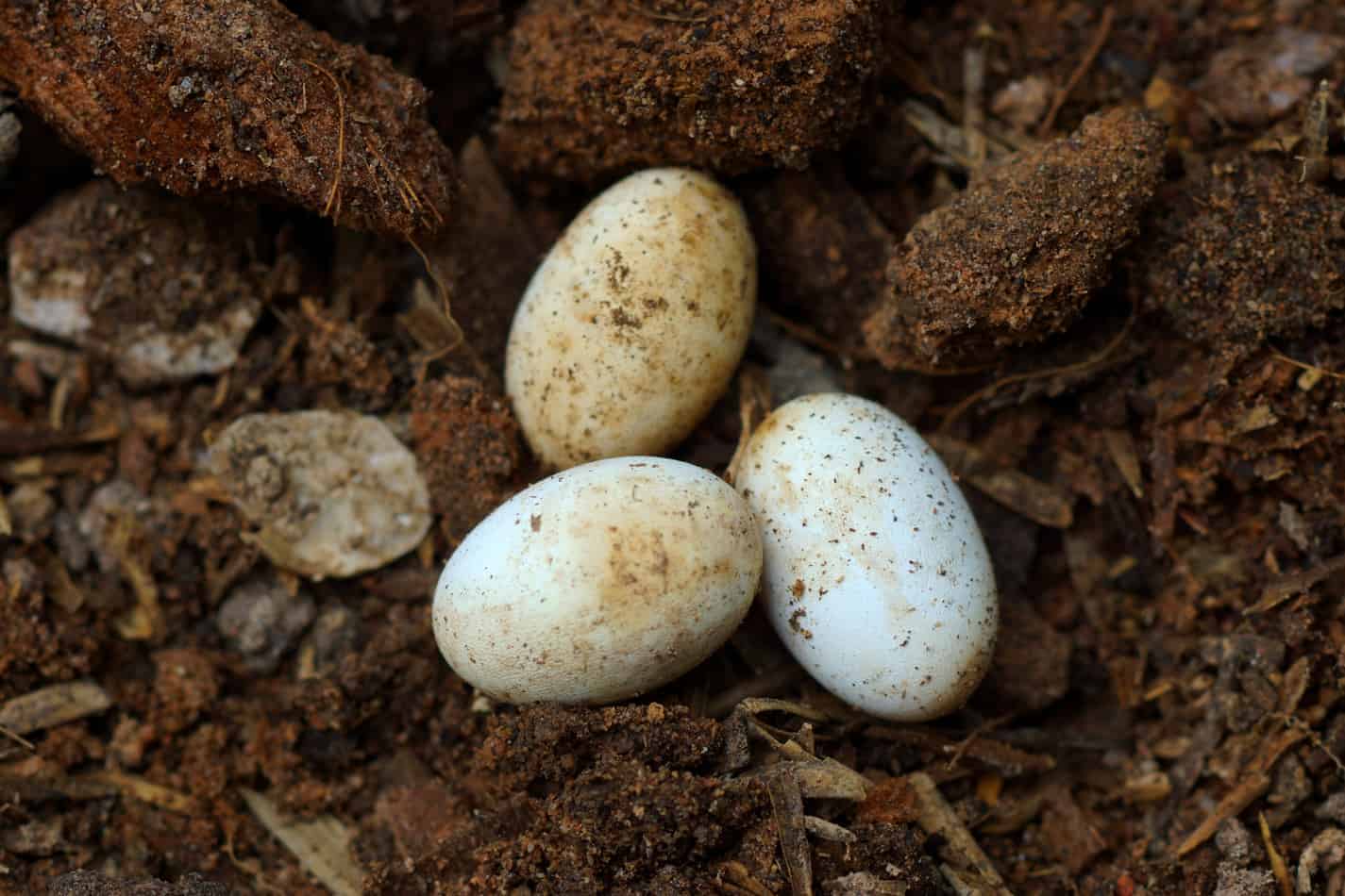 Ringneck Snake Eggs