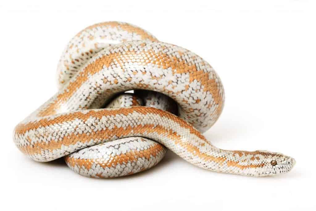 Do snakes make good pets 1 How Many Times A Year Do Rosy Boas Lay Eggs?