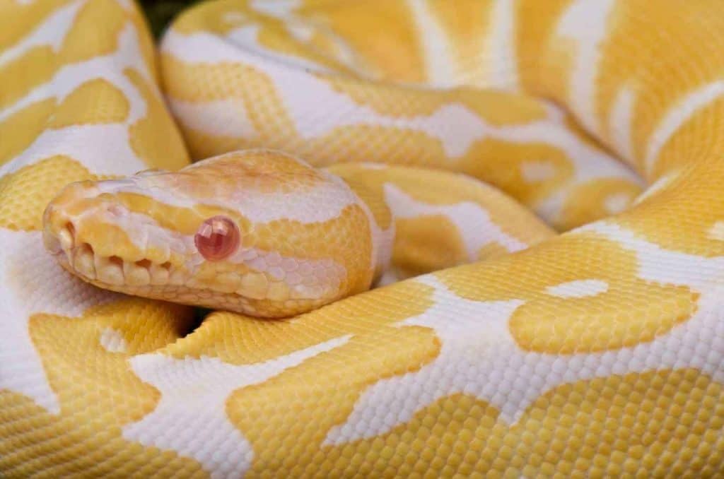Everything you need to know about snake morphs 1 1 Ball Python Morphs: A Complete List with Pictures