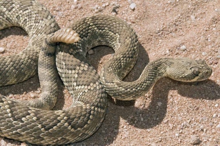 How Many Times a Year do Rattlesnakes Lay Eggs?