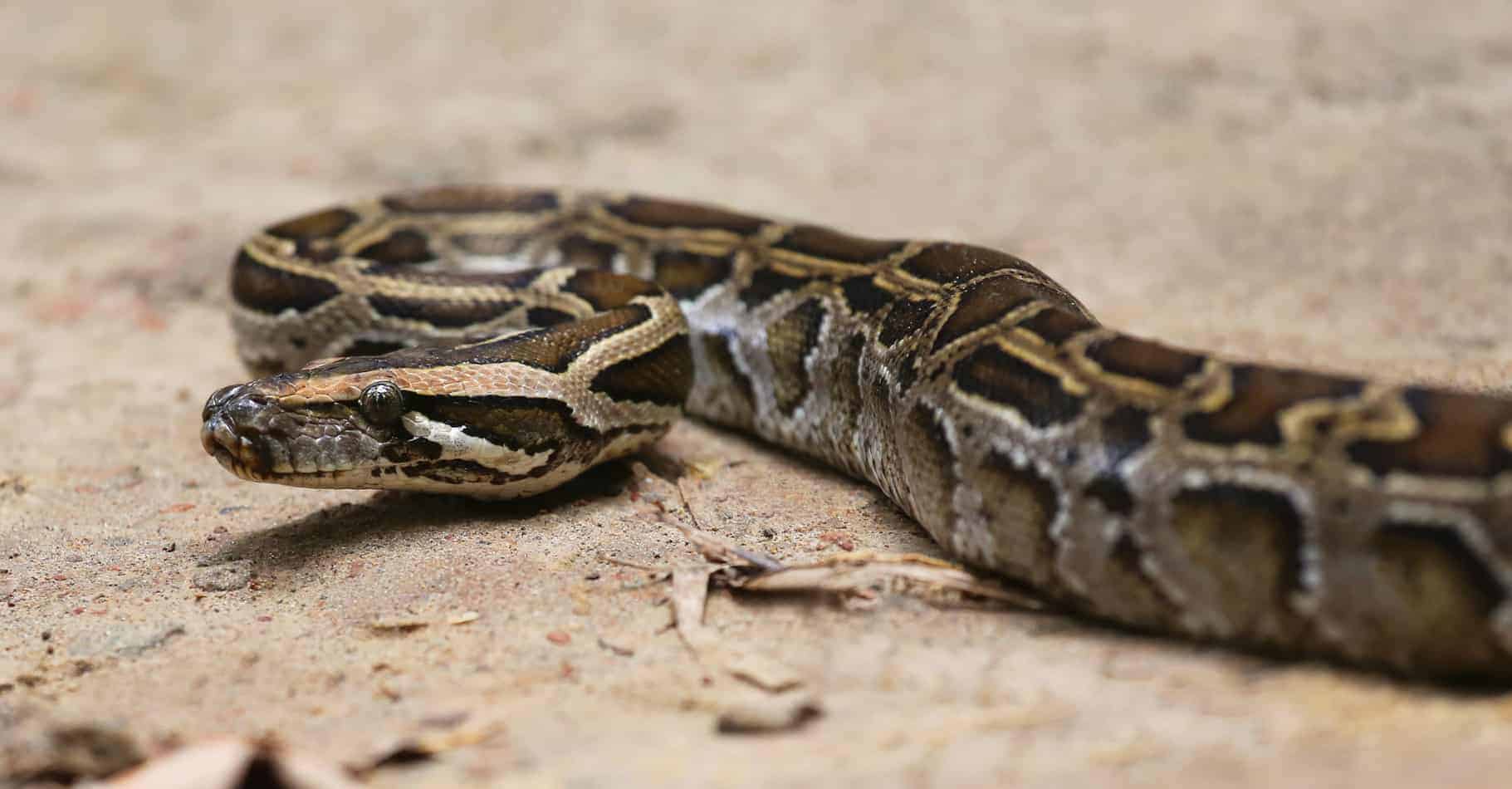 How Long Does It Take a Burmese Python to Grow?