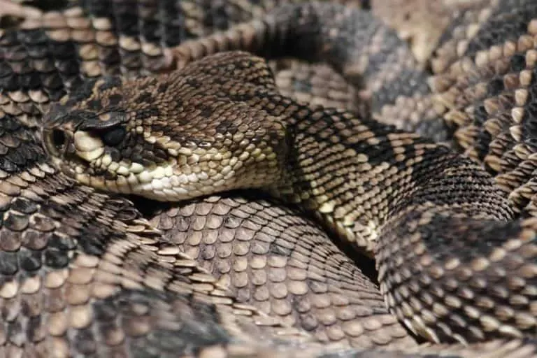 How Long Do Rattlesnakes Get (And How Long Do They Take to Grow)?