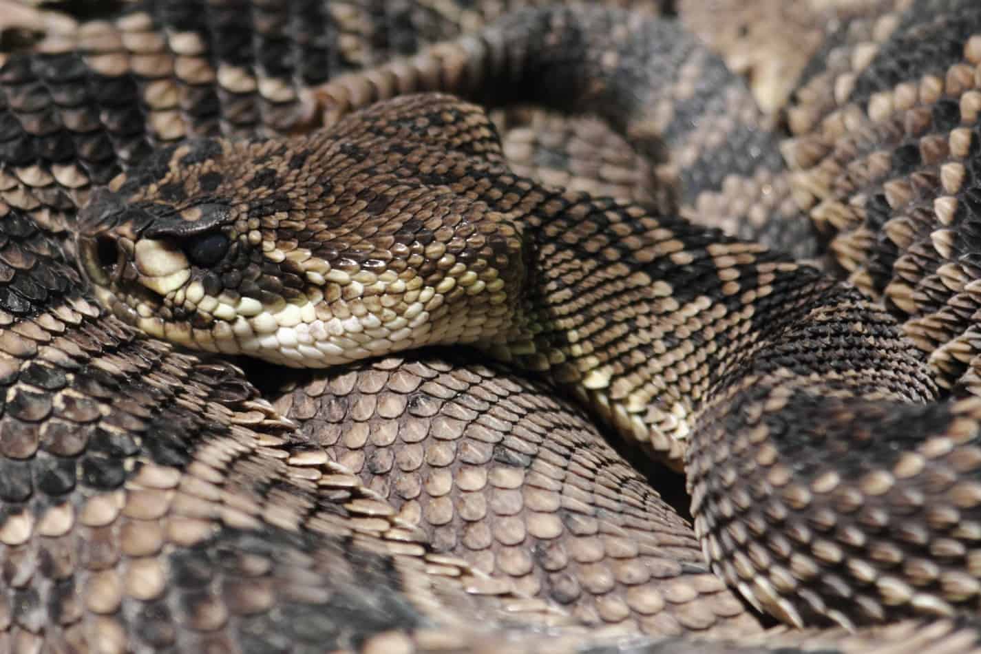How Long Can Rattlesnakes Live?