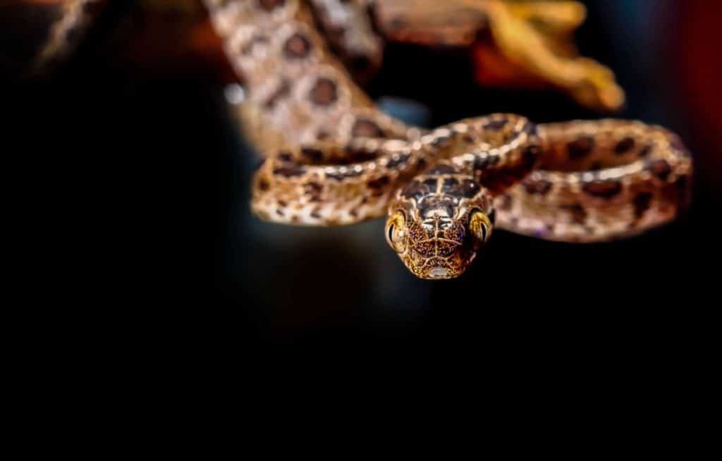 Curated visual reference: Curated Profitable Pet Snakes To Breed And Sell Gallery View 17