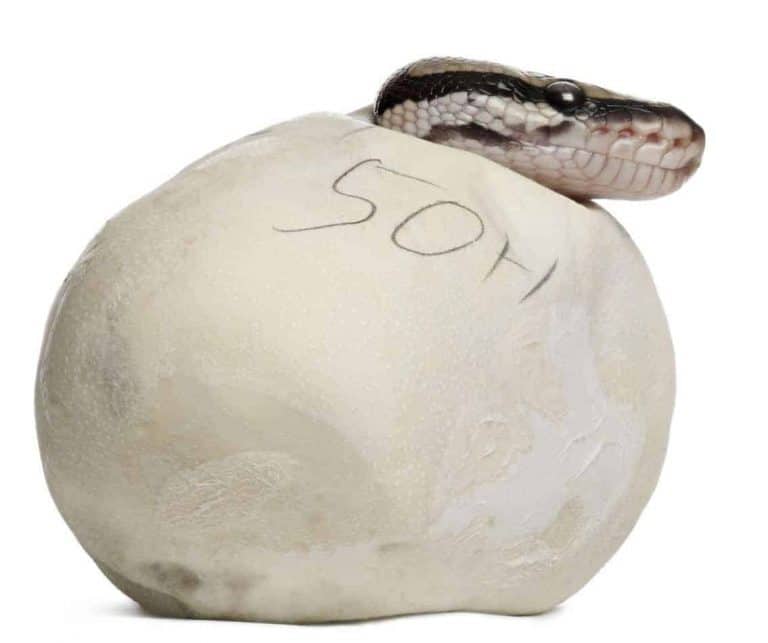 How Many Eggs Do Ball Pythons Lay, and How Many Survive?