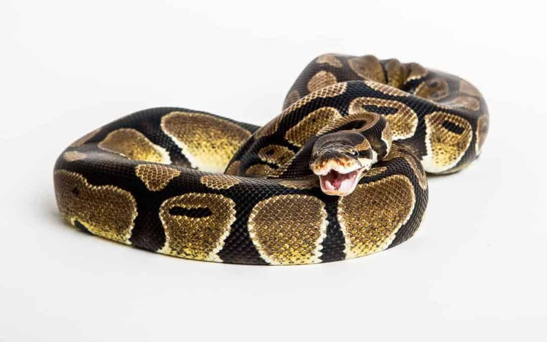 Ball Python Care: Everything a Beginner Should Know