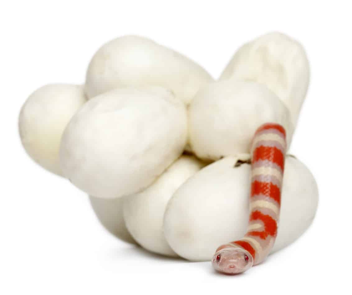 How many times in a year do milksnakes lay eggs 1 How Many Times a Year Do Milk Snakes Lay Eggs?