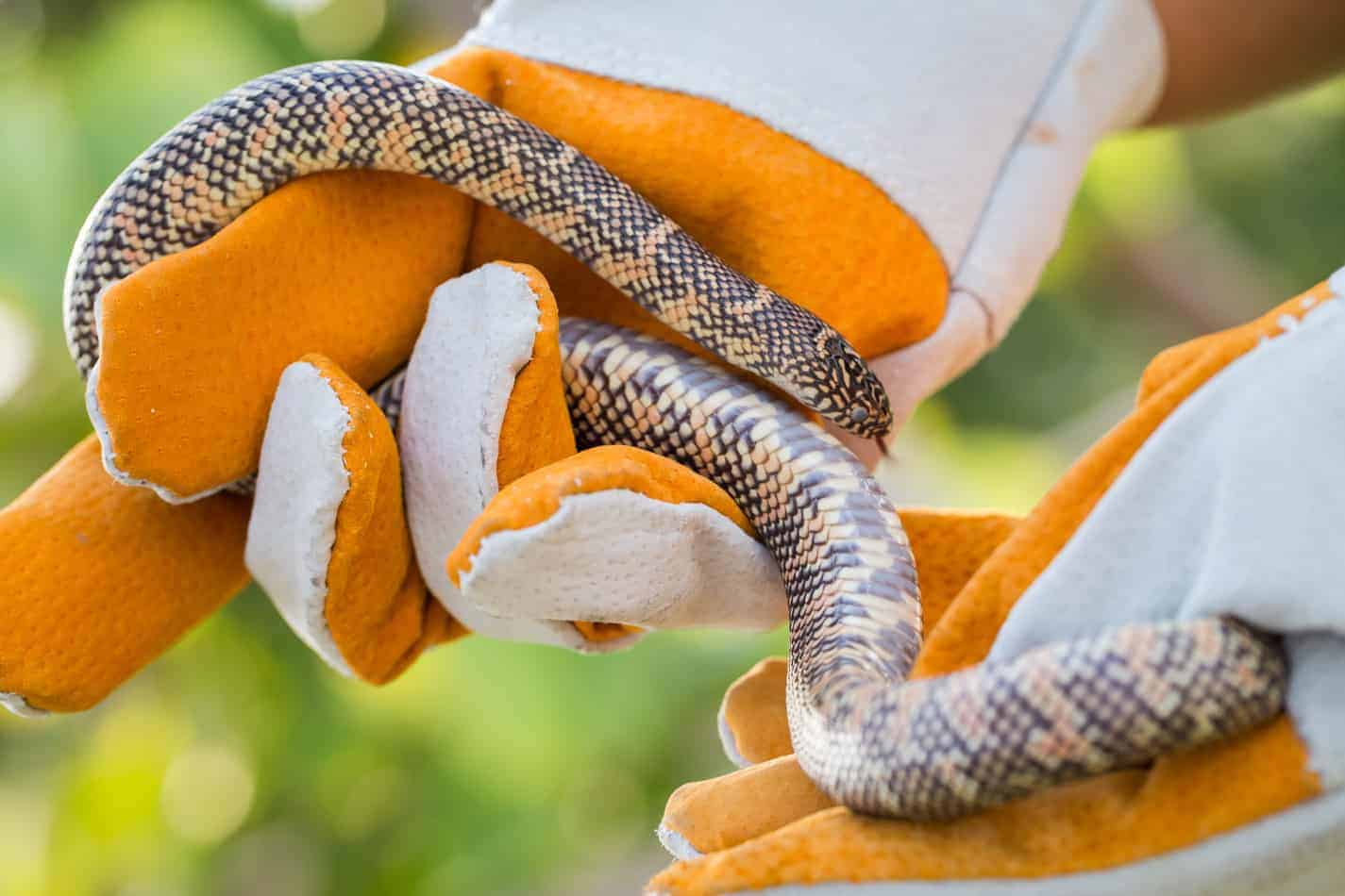 How to catch a snake safely How To Catch a Snake Safely (With Pictures)