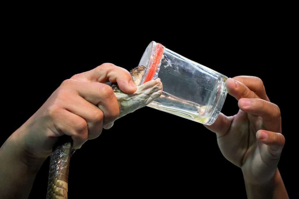 How to Hold a Venomous Snake (And Not Get Bitten!) - Embora Pets