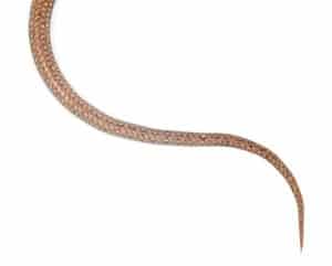 How to Tell the Difference Between a Male and Female Snake? - Embora Pets