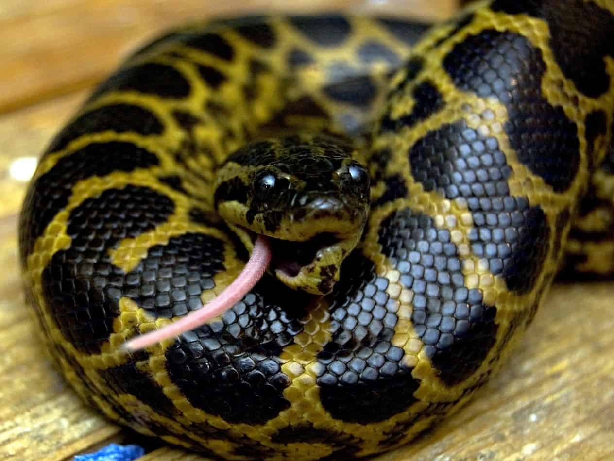 Anaconda Eating Person