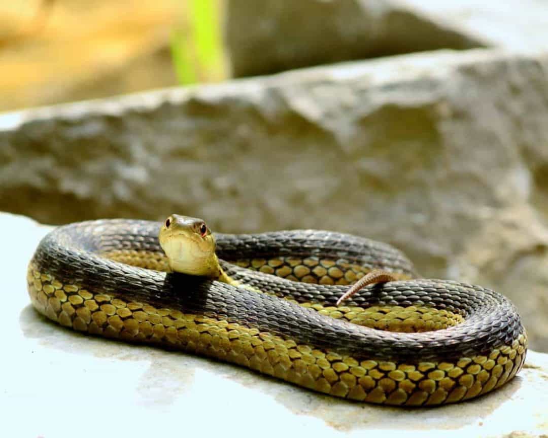 Lifespan of Pet Snakes for the Most Popular Breeds Embora Pets