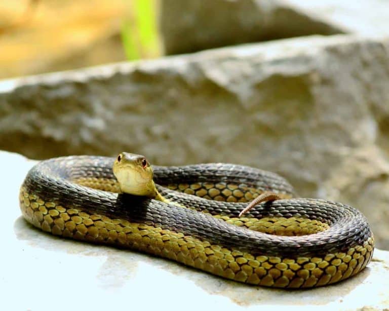 Lifespan of Pet Snakes for the Most Popular Breeds