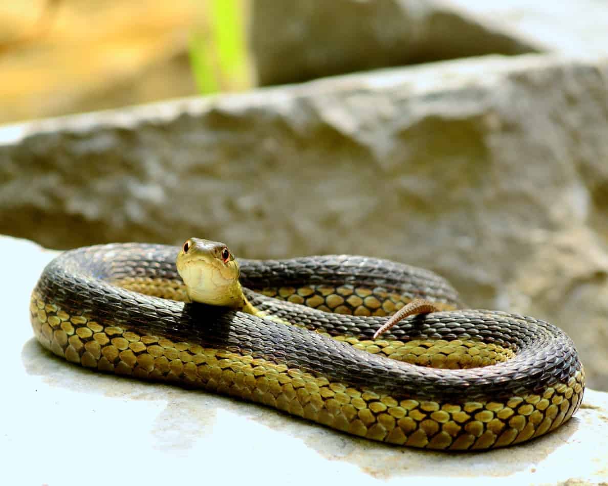 Lifespan of snakes for the most popular breeds Common Garter Snakes: Size, Bite Information, Pictures, and Facts