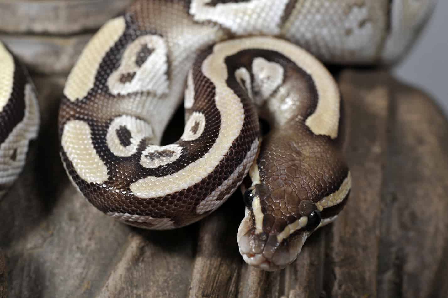 Mojave ball pythons 15 cool facts 1 Mojave Ball Pythons: 15 Cool Facts
