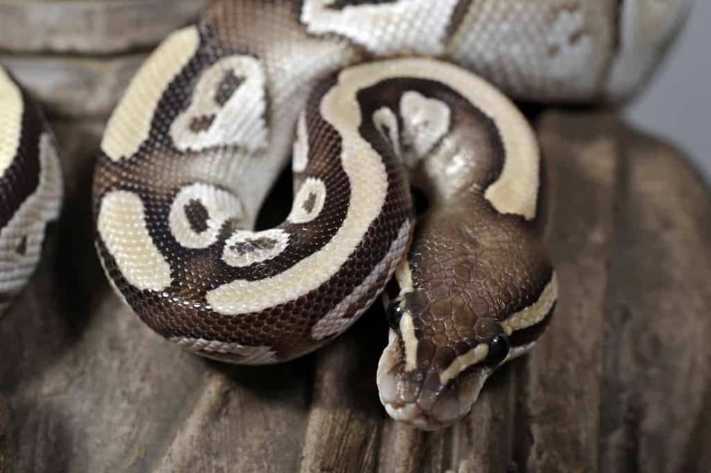 are ball pythons nocturnal