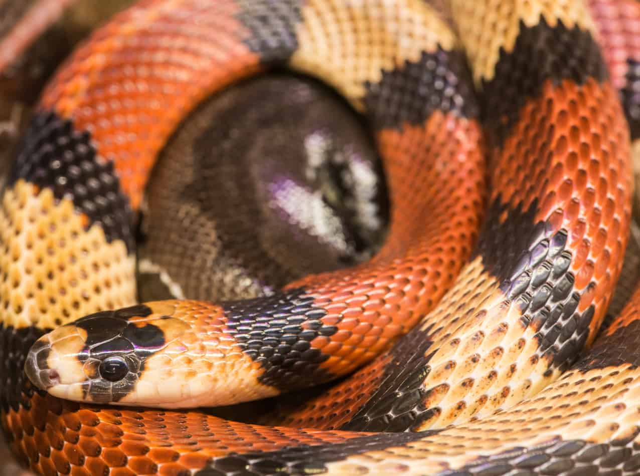 Most popular pet snake breeds Most Popular Pet Snake Breeds