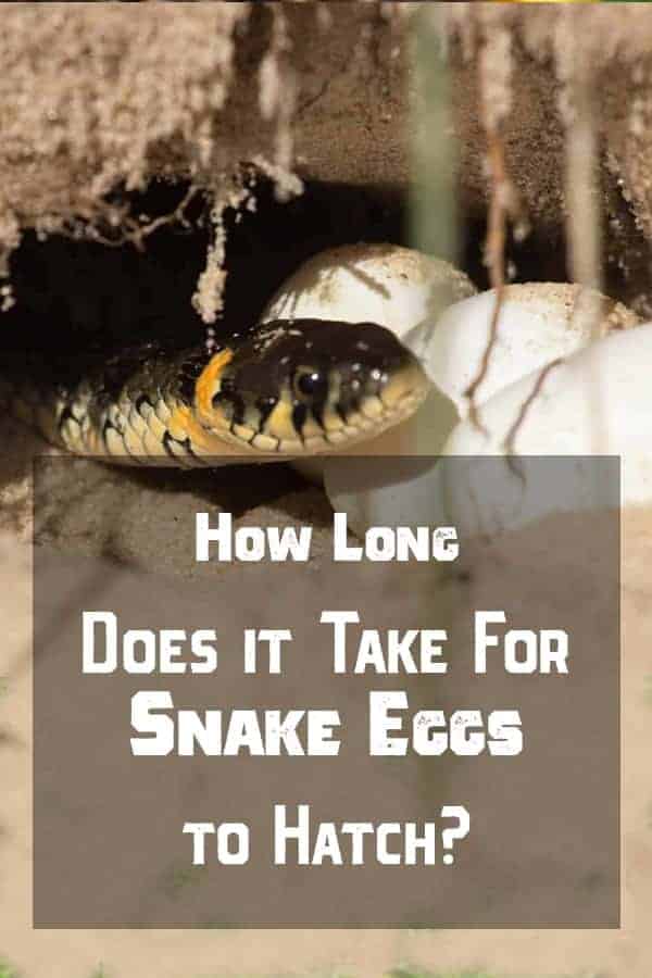 Snake Eggs Hatching Pinterest How Long Does it Take for Snake Eggs to Hatch?