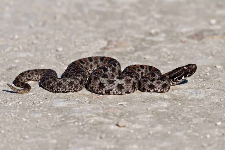 Species Profile: The Pygmy Rattlesnake