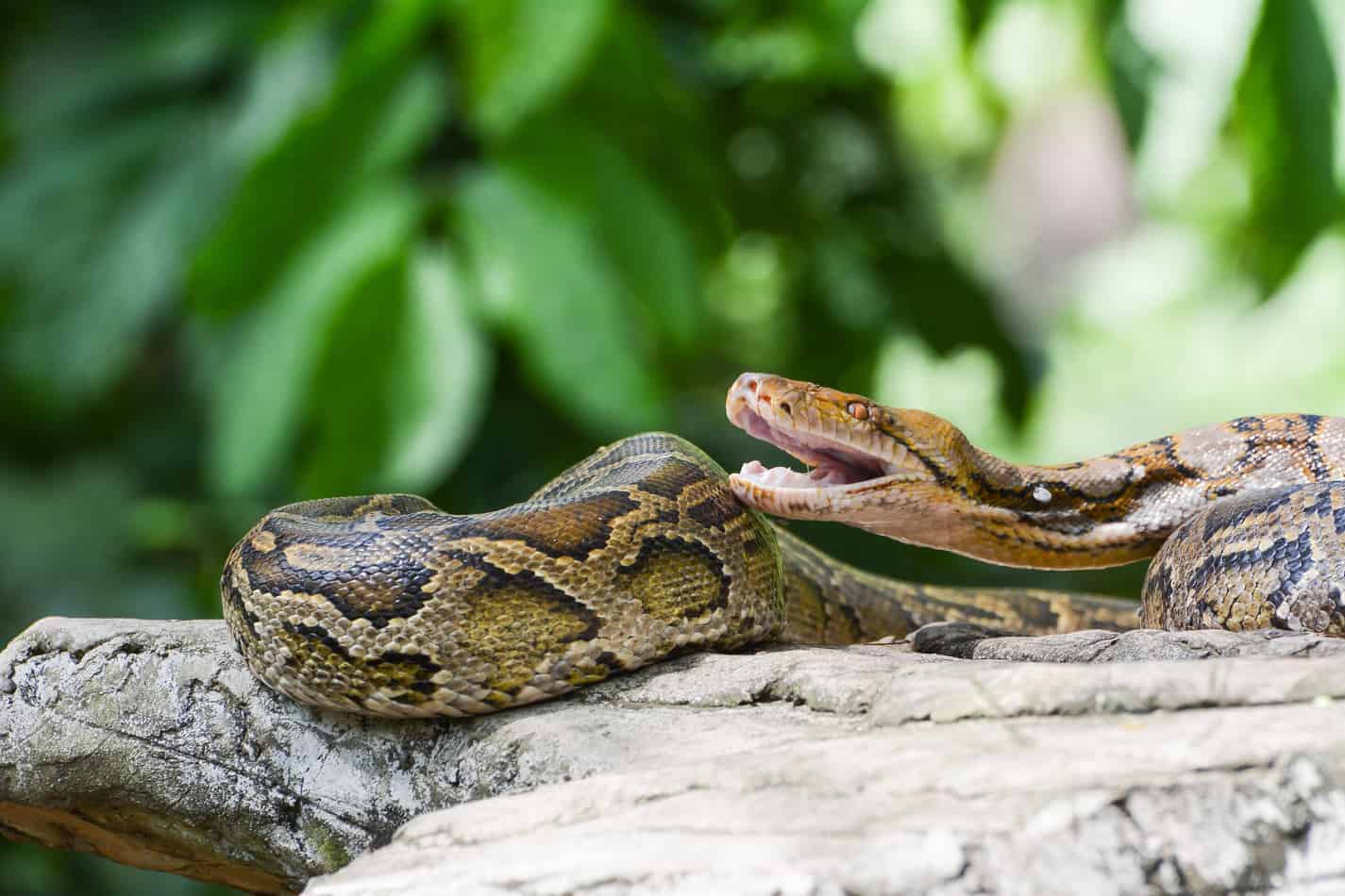 reticulated python