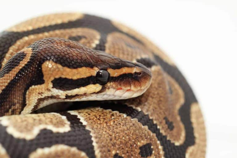 What’s the Temperament of a Ball Python?