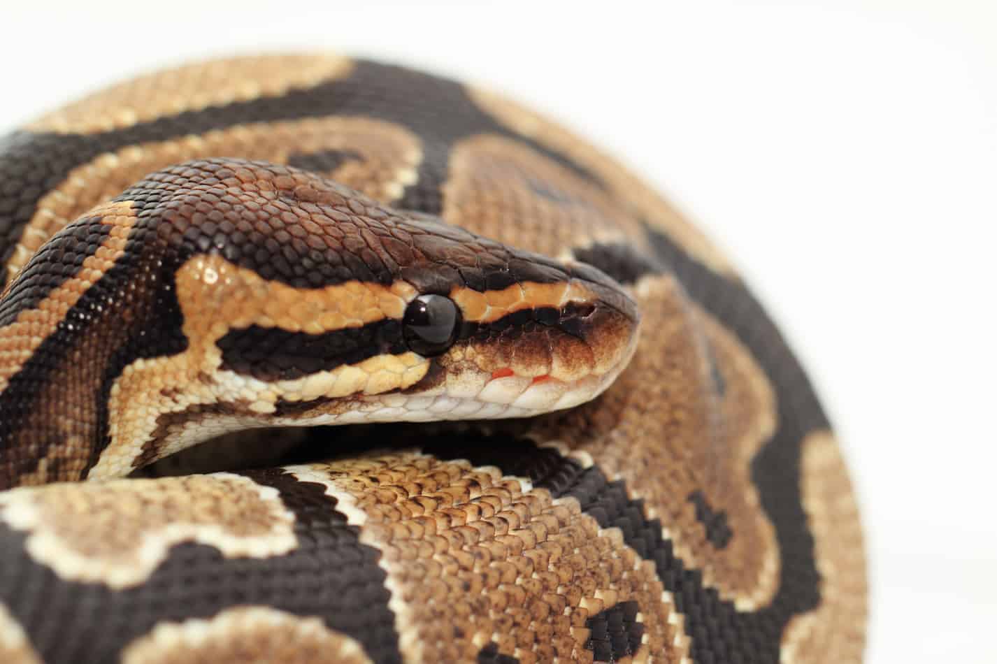Whats the temperament of a ball python Most Popular Pet Snake Breeds