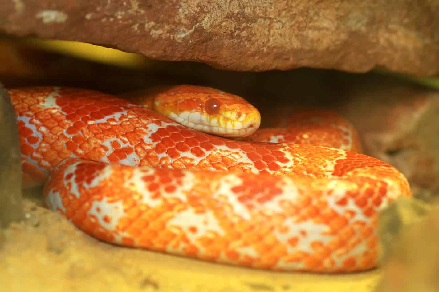 Whats the temperament of a corn snake What's the Temperament of a Corn Snake?