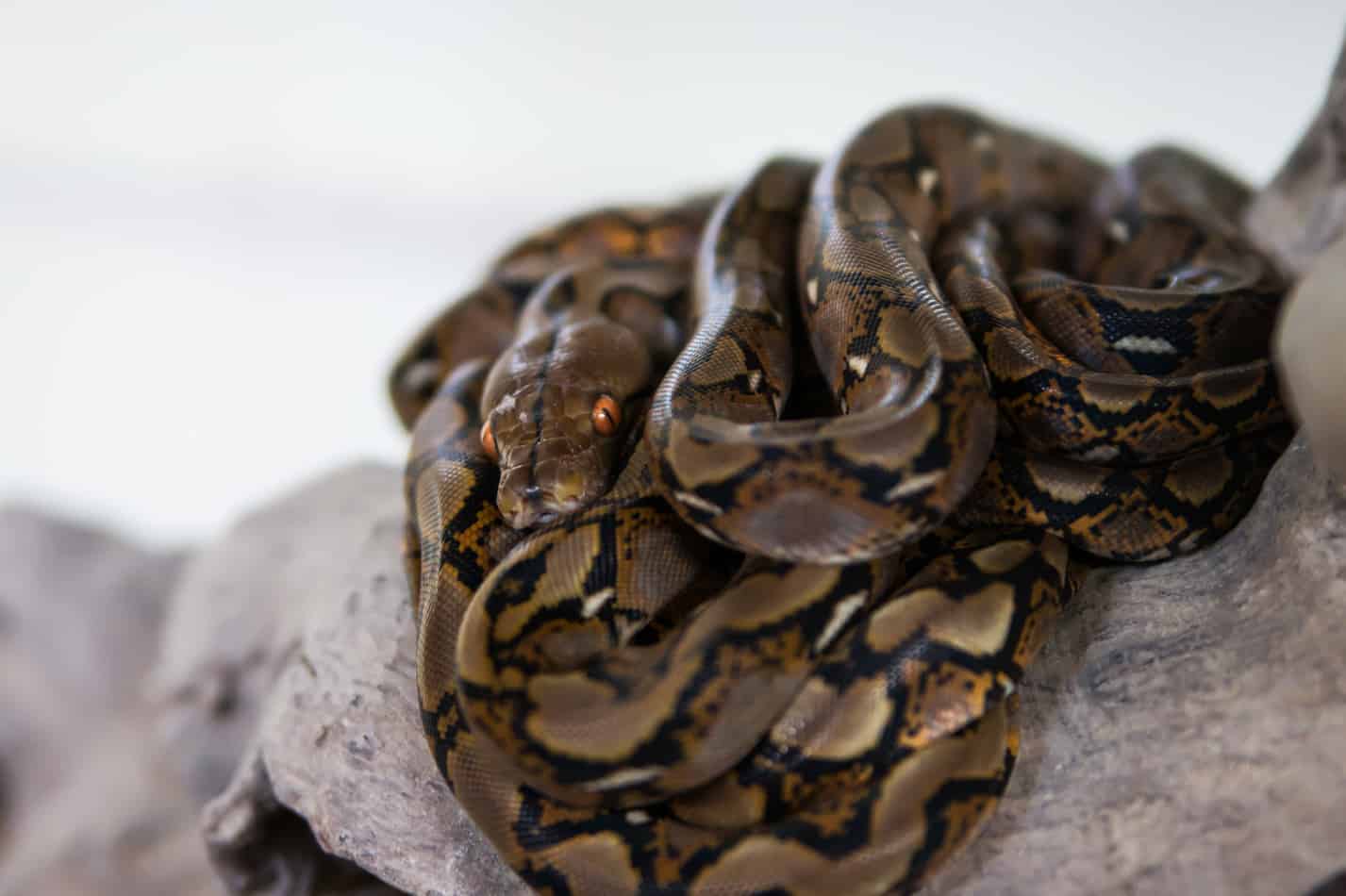 Whats the temperament of a reticulated python 1 What's the Temperament of a Reticulated Python?