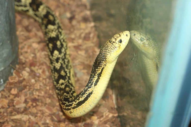 Will Pet Snakes in Your Home Make the Place Smell Bad?