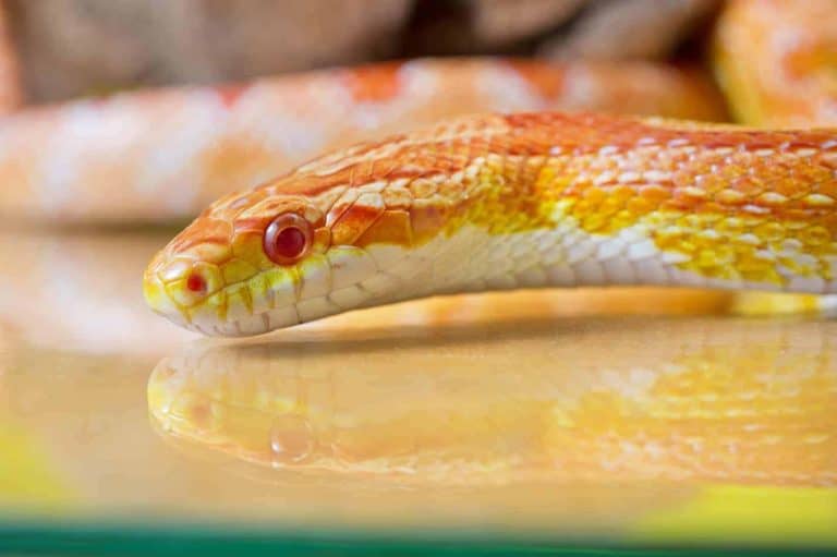 Albino Corn Snakes: A Guide with Pictures and Facts