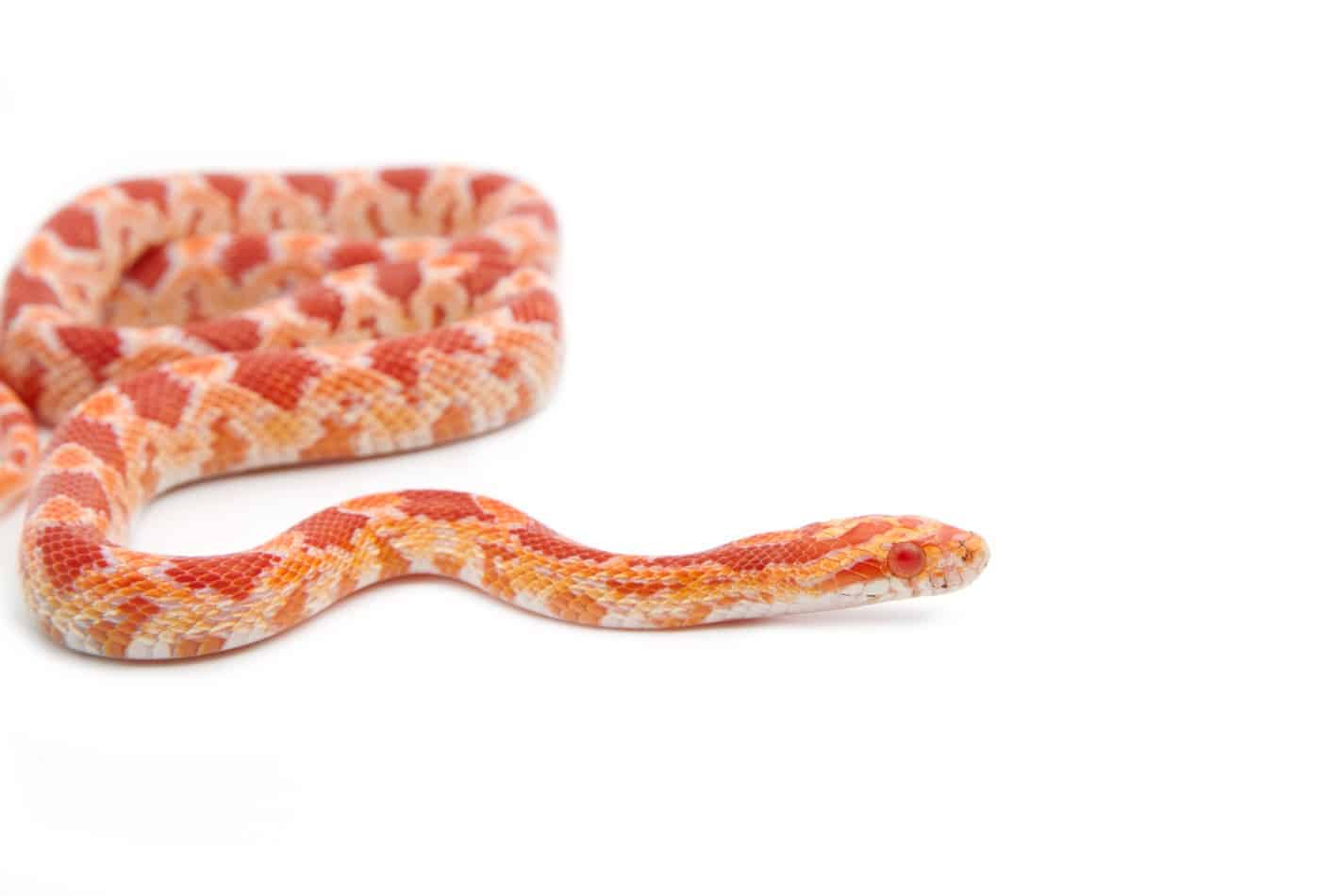 albino corn snakes a guide 2 Albino Corn Snakes: A Guide with Pictures and Facts