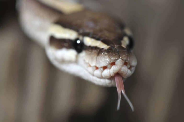 Are Ball Pythons Poisonous?