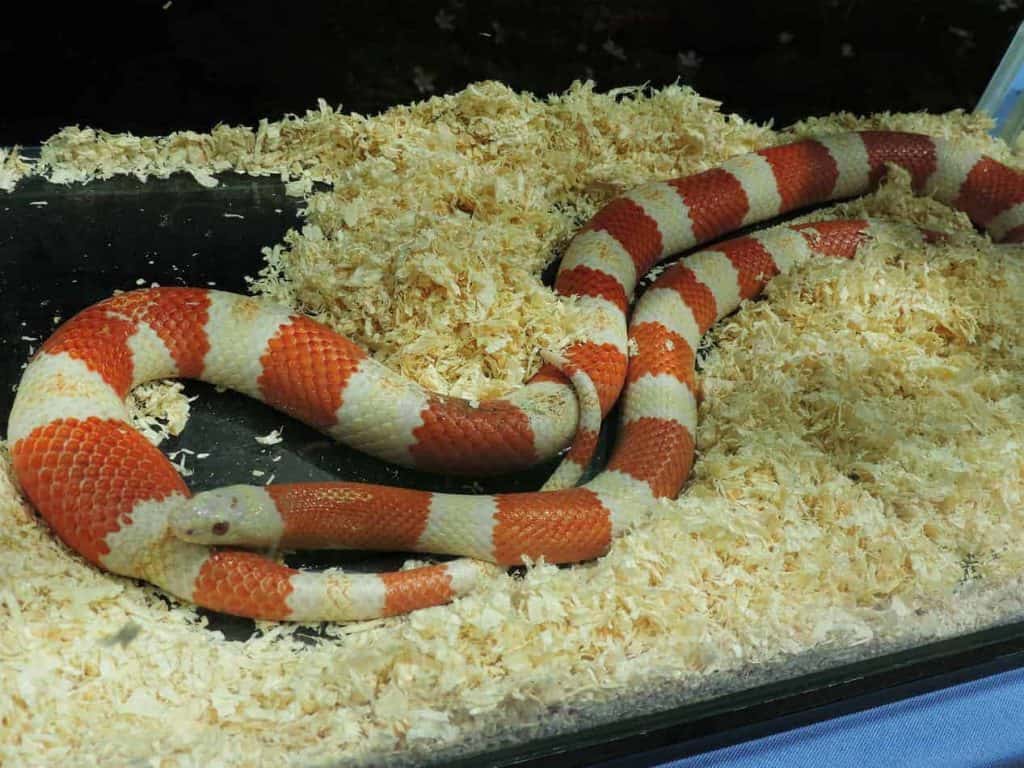 honduran milksnake enclosure