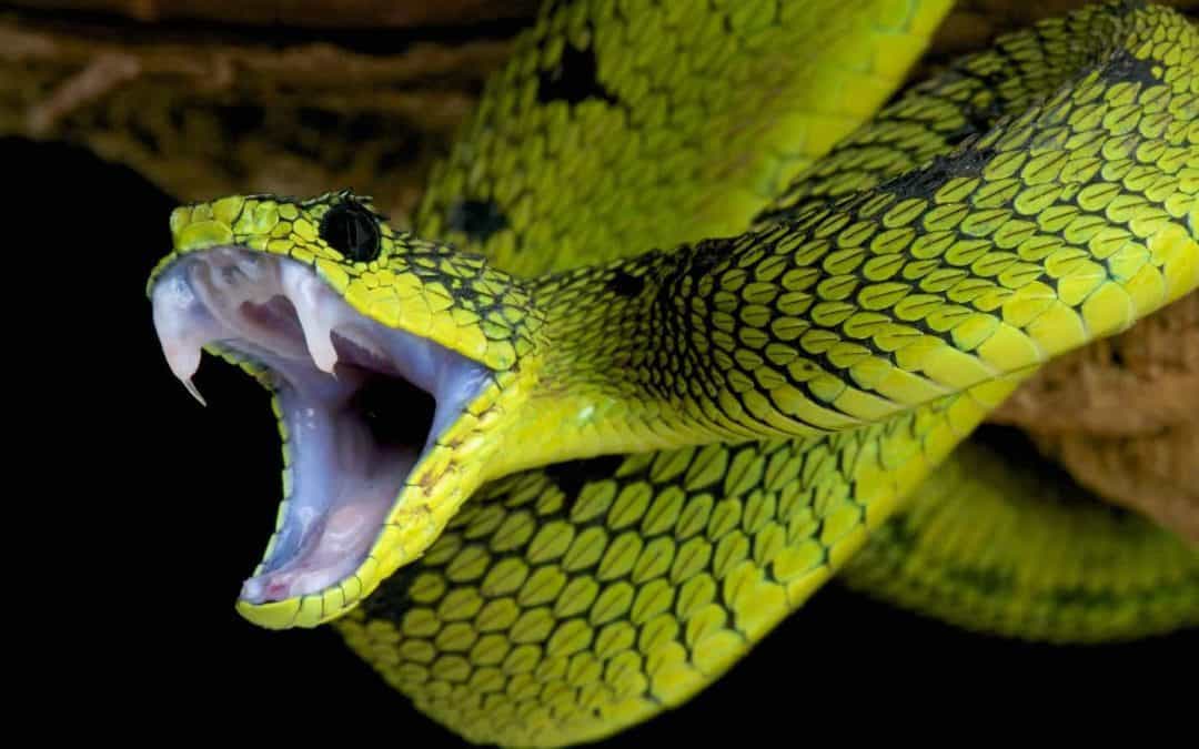 Are Pet Snakes Defanged?