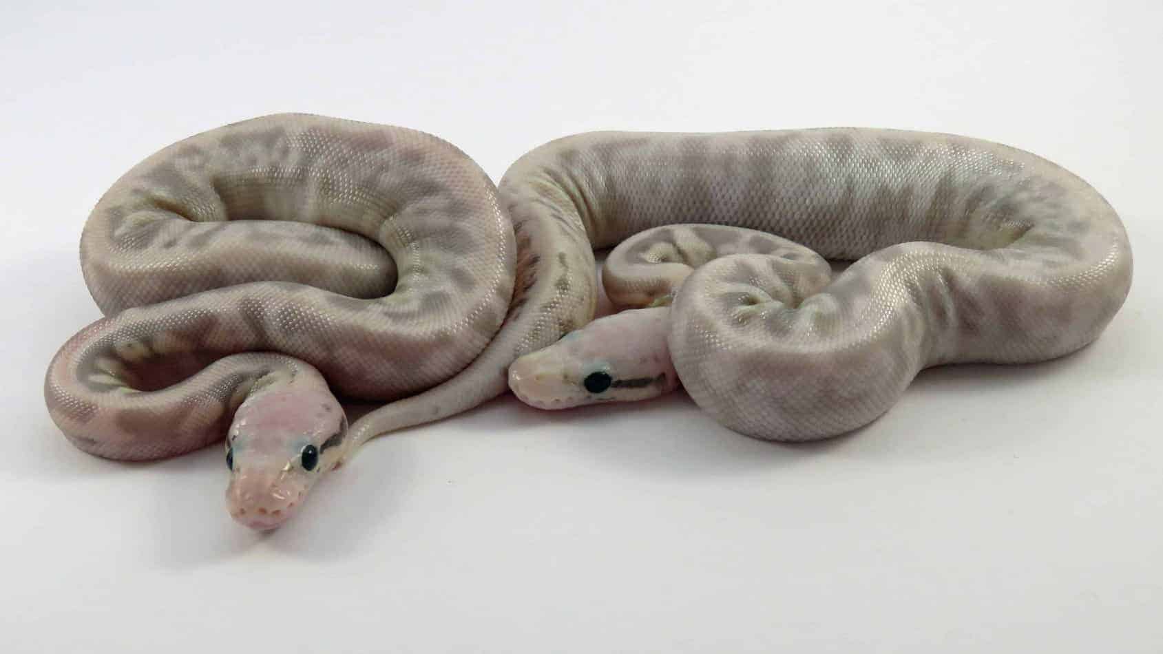 baby snakes How to Breed a Snake (Complete Guide With Pictures)