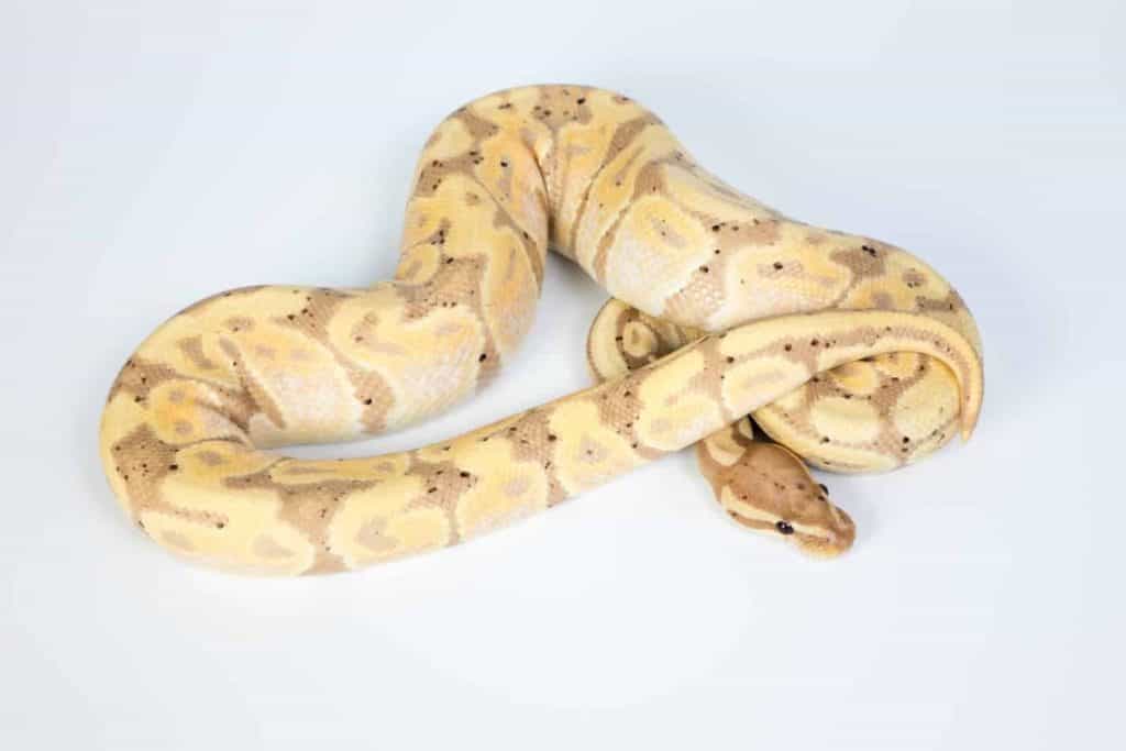 Types of Ball Python Morphs: An In-Depth Guide