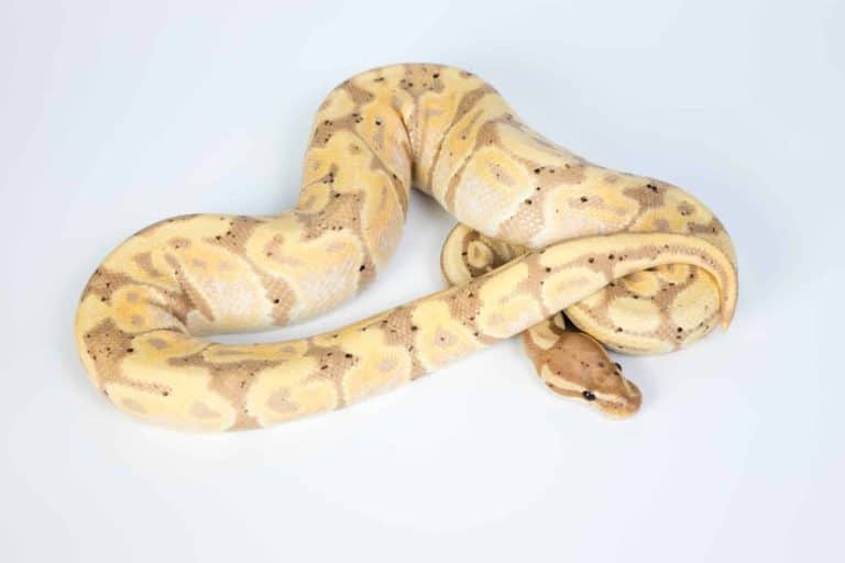 Ball Python Morphs:  A Complete List with Pictures