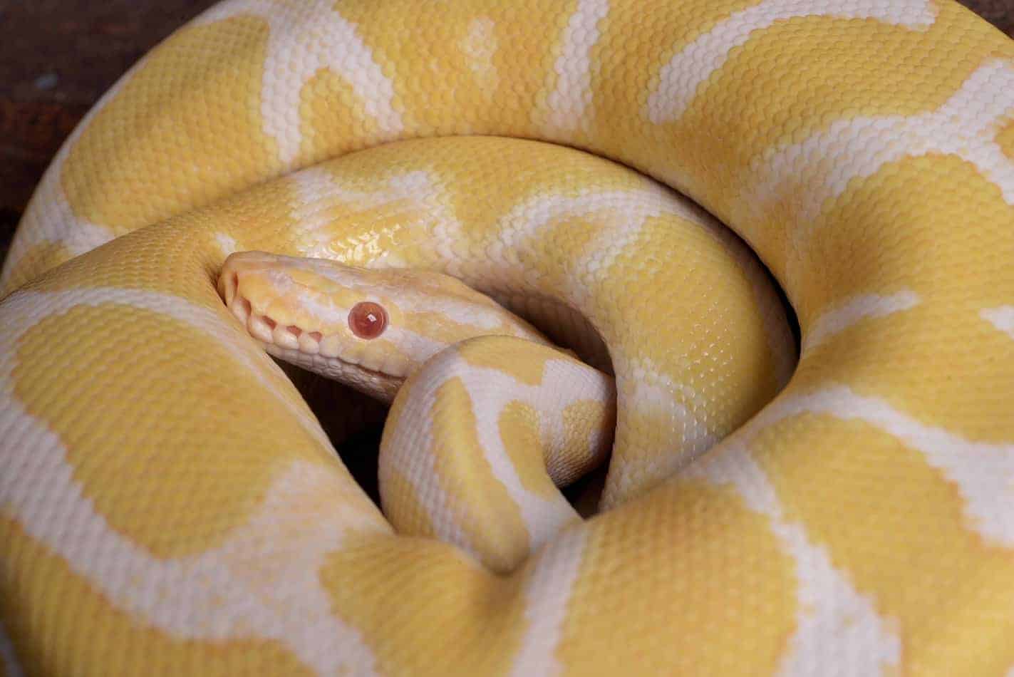 banana ball python 2 Banana Ball Pythons: A Complete Guide with Pictures and Facts
