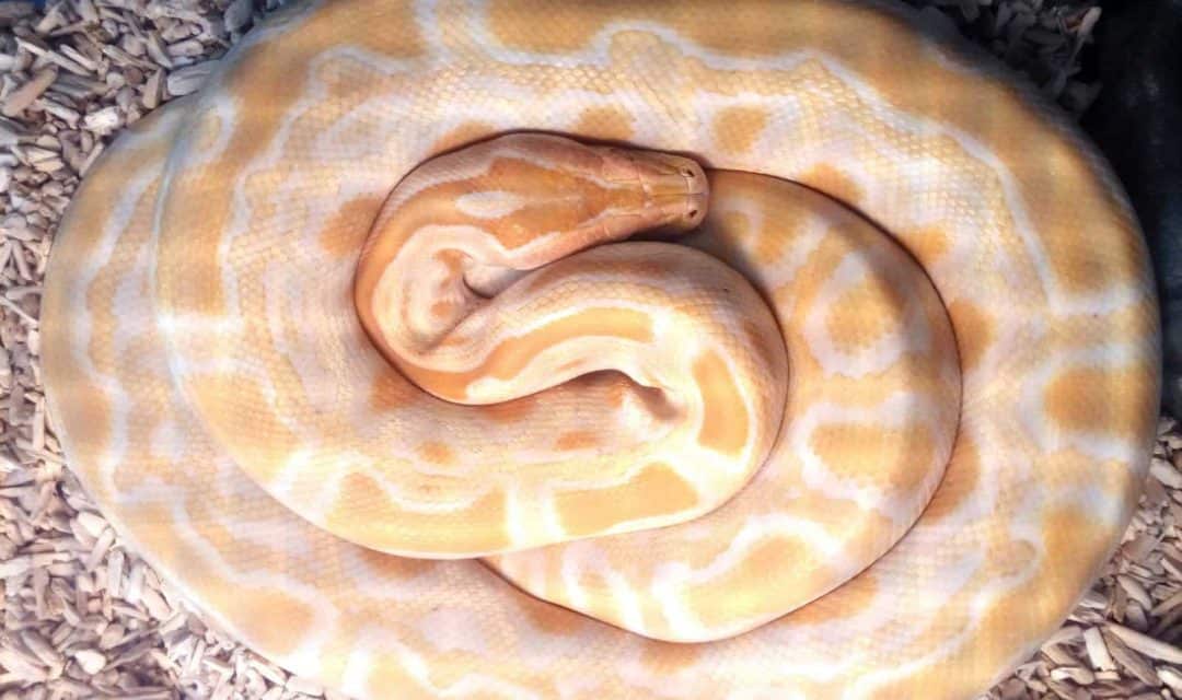 Banana Ball Pythons A Complete Guide with Pictures and Facts Embora Pets