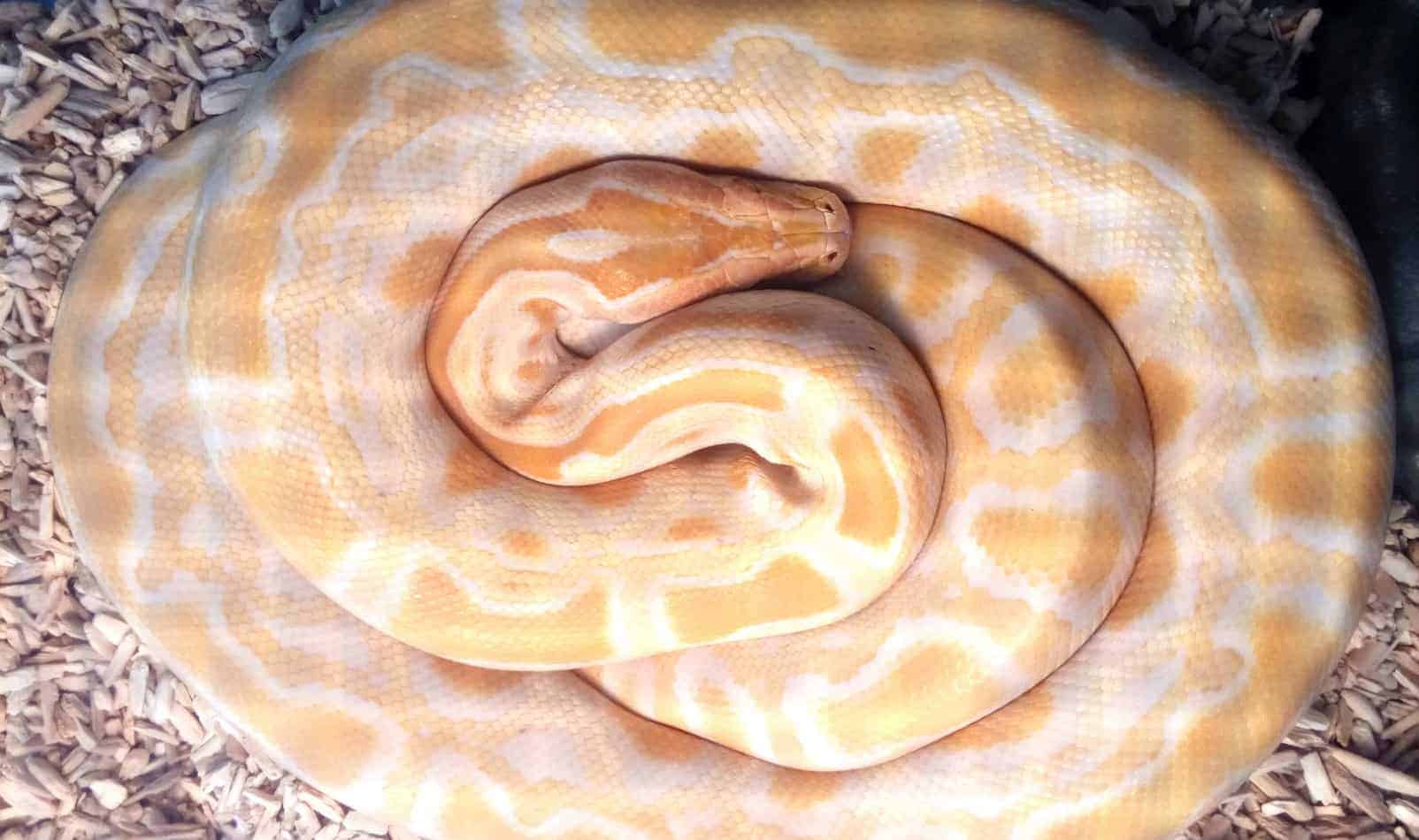 Banana Ball Pythons A Complete Guide With Pictures And Facts Embora Pets