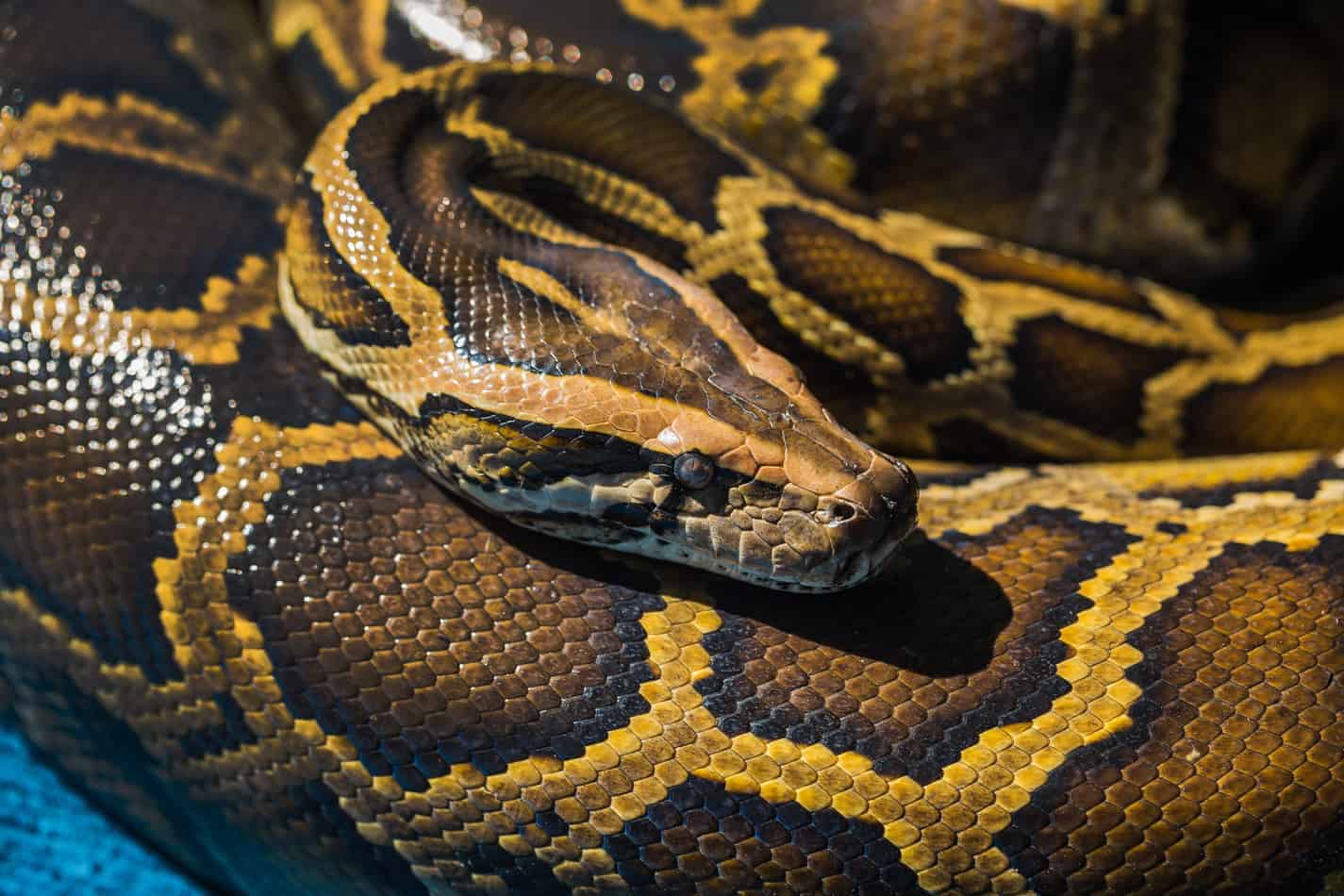 best temperatures for keeping a ball python List of Popular Pet Snake Breeds (With Pictures and Facts)