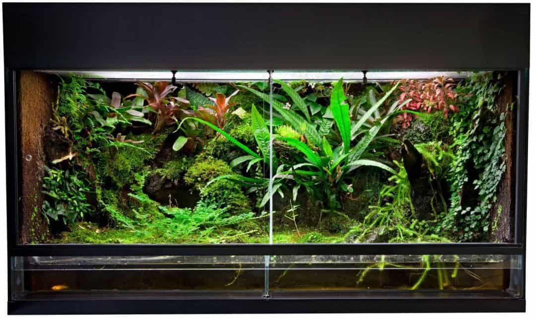 Best Plants for Ball Pythons (What's Safe) - Embora Pets