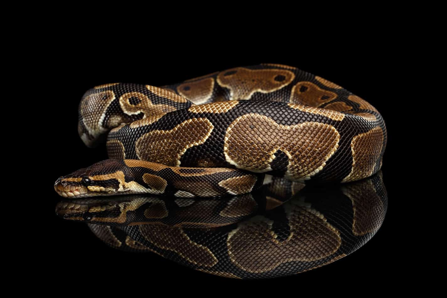 bp Banana Ball Pythons: A Complete Guide with Pictures and Facts