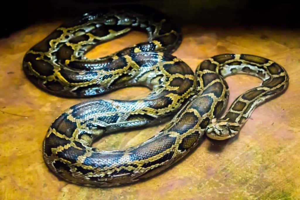 burmese pythons Are Pet Snakes Haram?