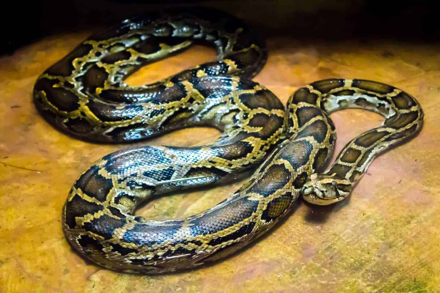 burmese pythons The Biggest Snake in the World (with Facts and Pictures)